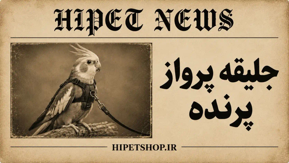 آموزش بستن جلیقه پرواز پرنده؛ نحوه استفاده از هارنس پرندگان