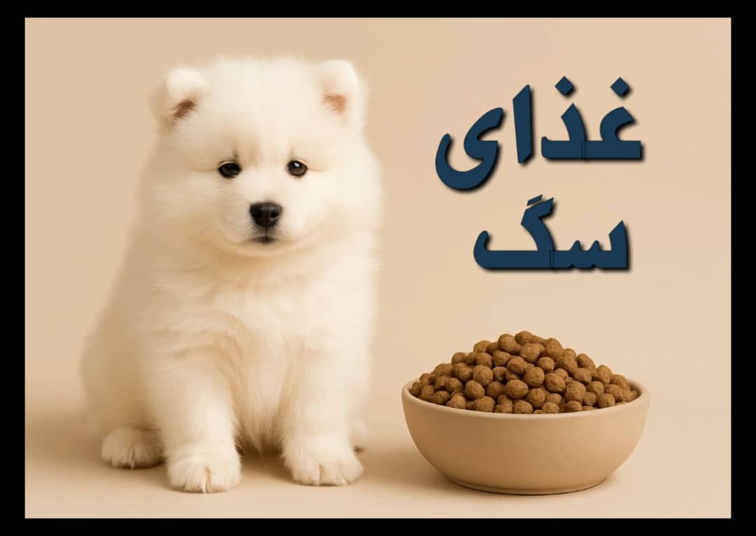 غذای خشک و مرطوب سگ با برندهای معتبر و مناسب همه نژادها