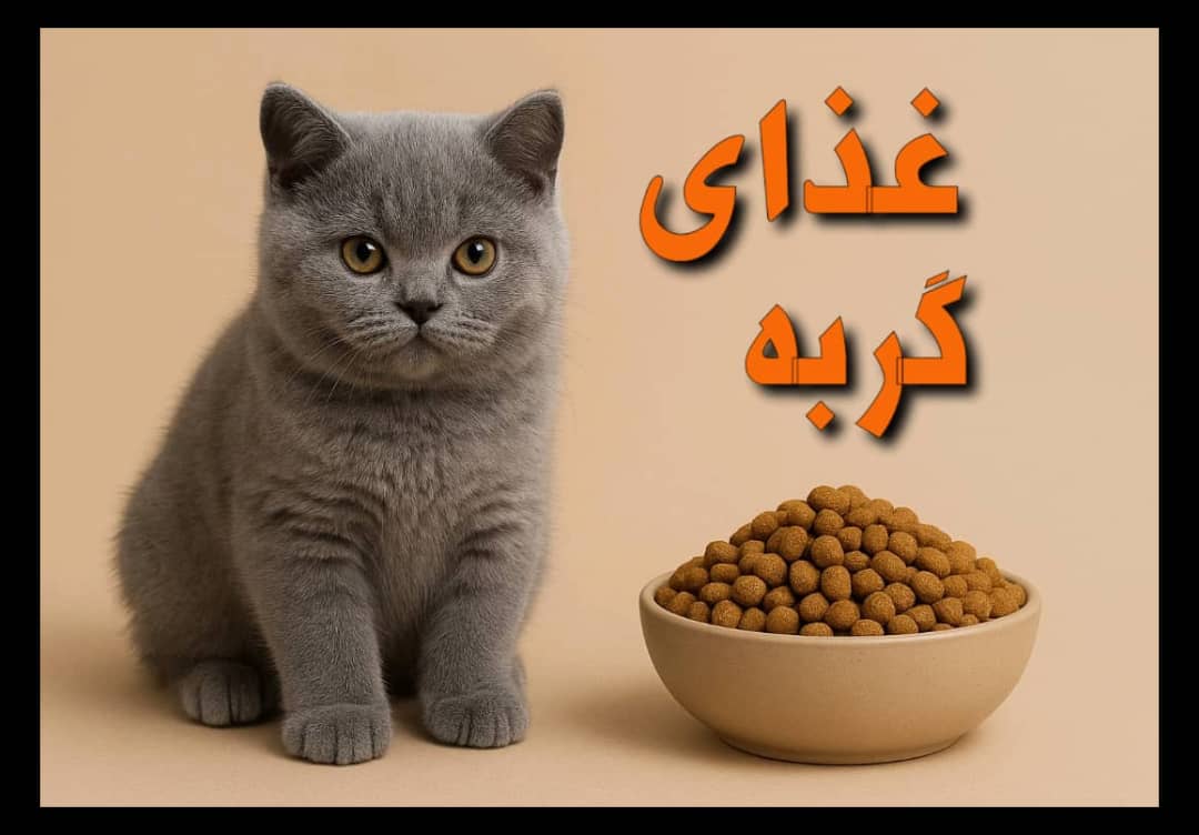 غذای خشک و کنسروی گربه مناسب همه سنین و نژادها