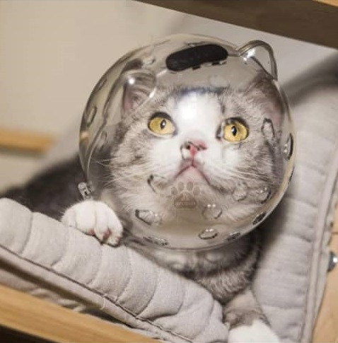 کلاه محافظ شفاف گربه | ضد گاز گرفتن | مناسب برای اصلاح و حمام | پتشاپ HiPet شیراز