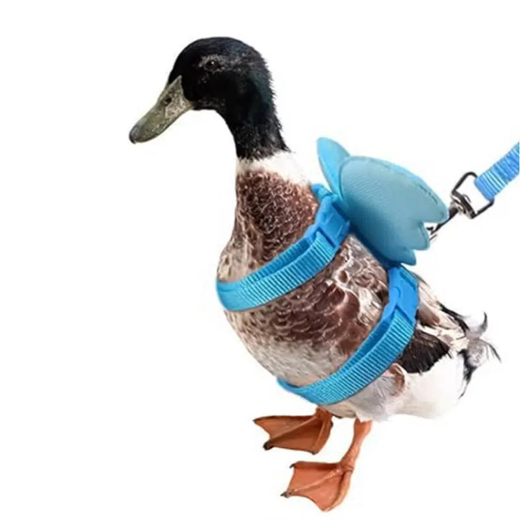 قلاده مرغابی مدل بال فرشته | همراه با لید| هایپتشاپ آی آر