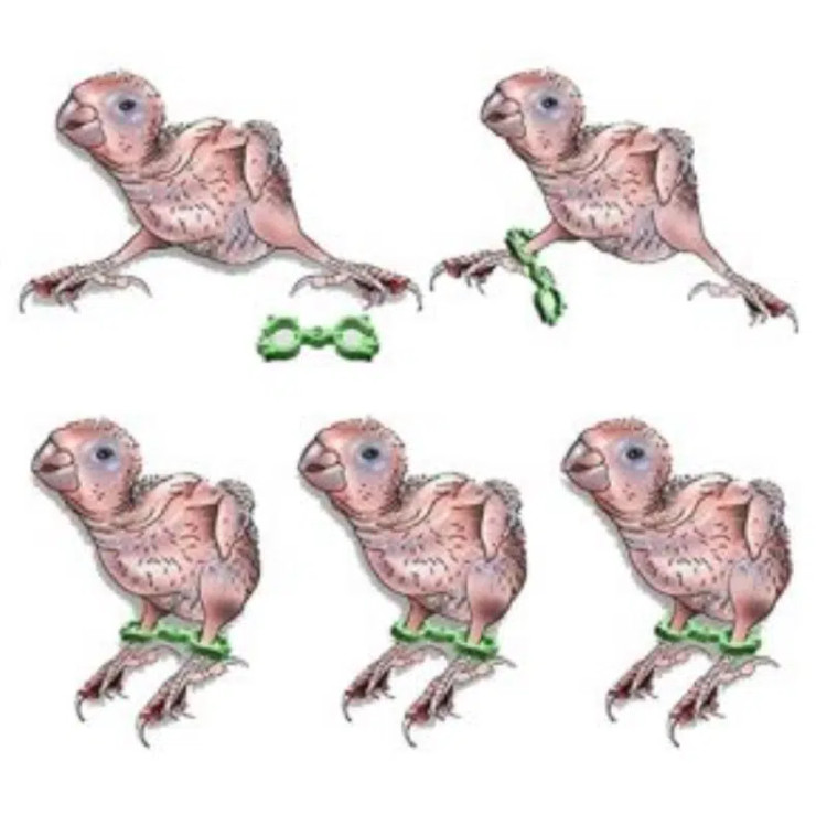 نحوه بستن آتل پای پرنده | Bird Leg Splint | درمان پای باز قناری، فنچ، عروس هلندی و طوطی | hipetshop.ir