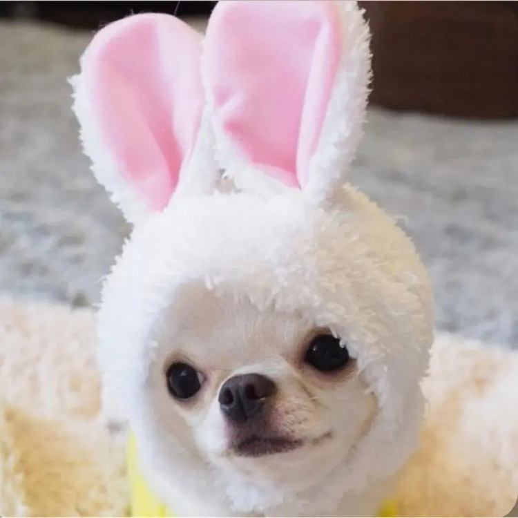 کلاه خرگوشی سگ مدل اورجینال ضد حساسیت | کلاه بانی هت سگ