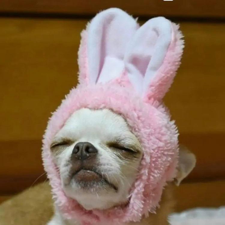 کلاه خارجی مخصوص سک کوچک bunny hat | هایپت شیراز