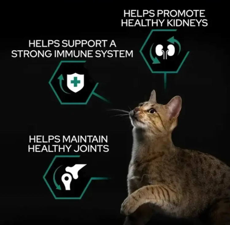 مزایای غذای درمانی گربه پرو پلن رنال پلاس شامل کمک به سلامت کلیه تقویت سیستم ایمنی و حفظ سلامت مفاصل گربه