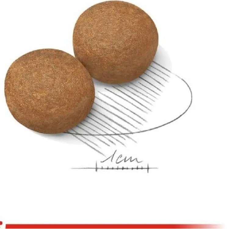 شکل و دانه بندی غذای سگ بالغ نژاد بزرگ رویال کنین مدل مکسی ادالت گوارش حساس _ پت شاپ هایپت