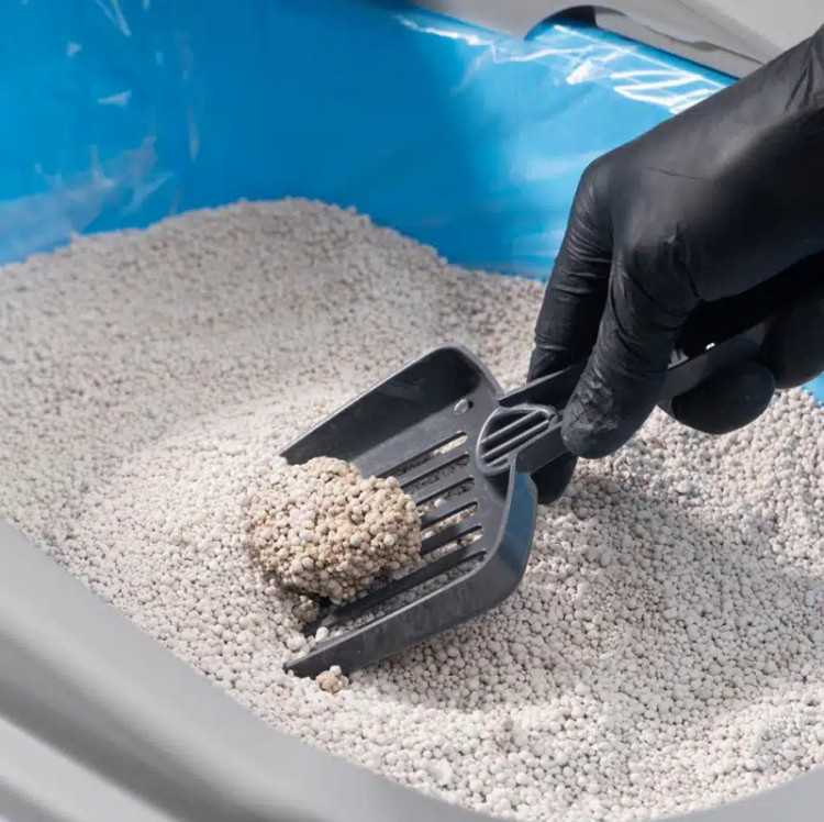 عکس دانه های خاک گربه پتوپیا